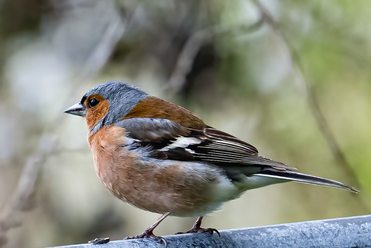 Common Chaffinch - ML582199061