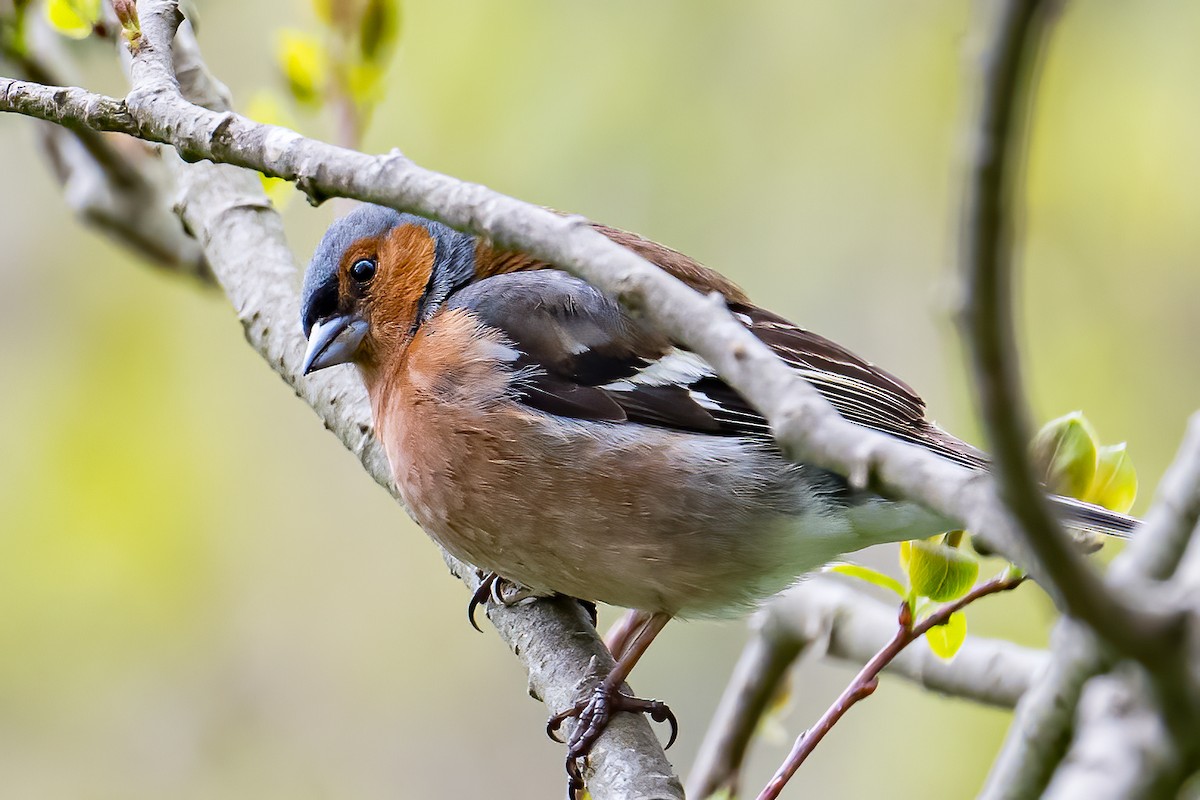 Common Chaffinch - ML582199071