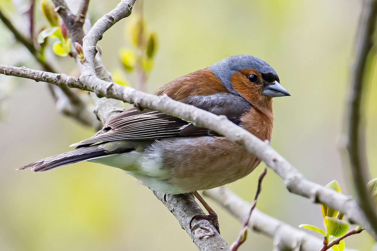 Common Chaffinch - ML582199081