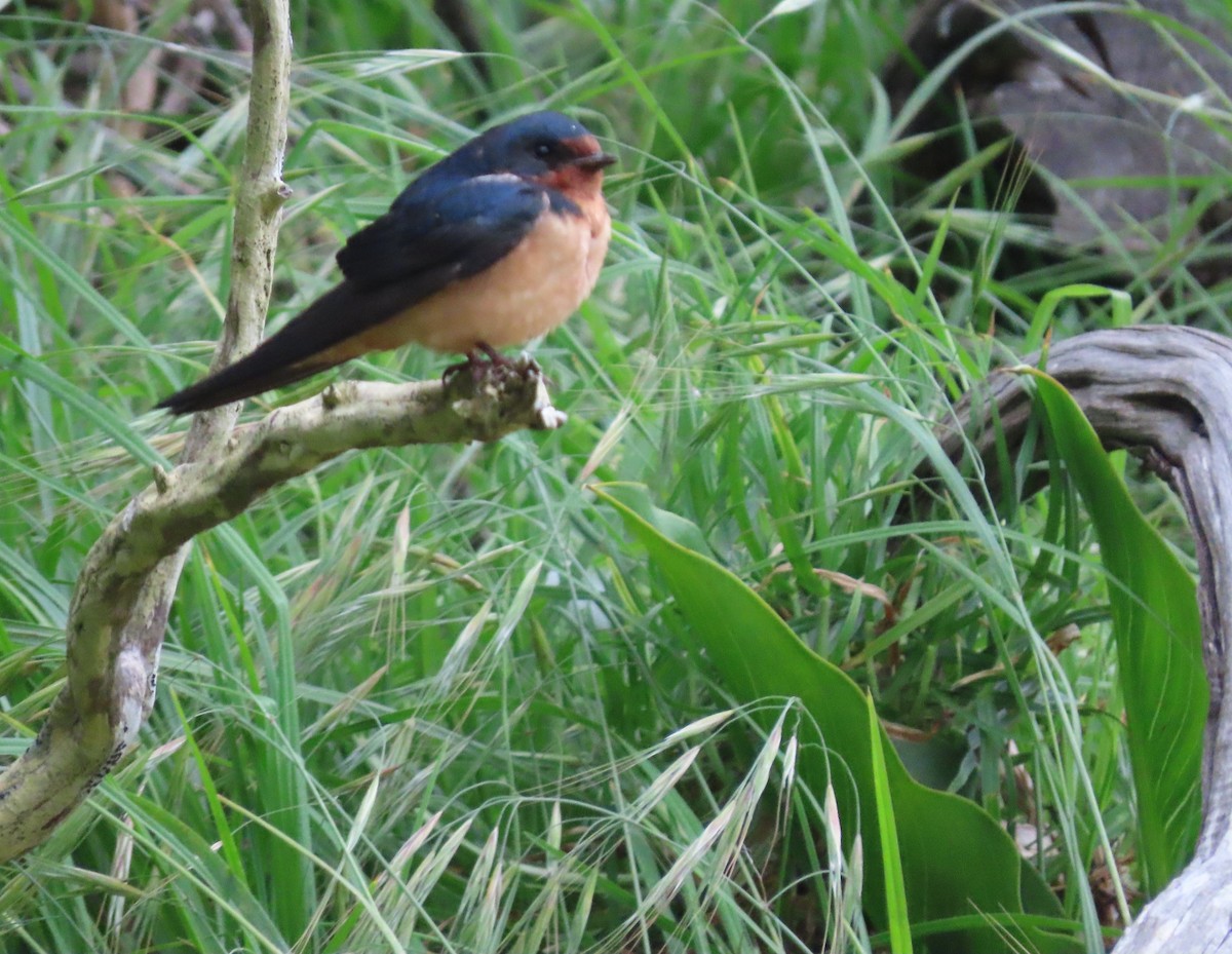 Barn Swallow - ML582200881