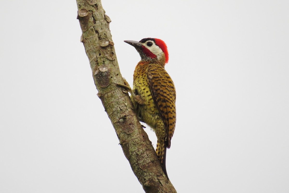 Spot-breasted Woodpecker - Tomaz Melo