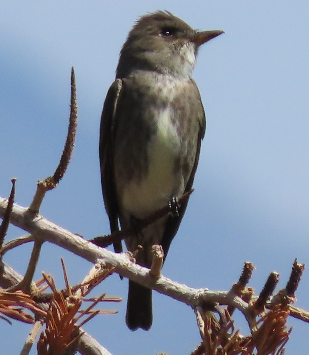 Olive-sided Flycatcher - ML582202721