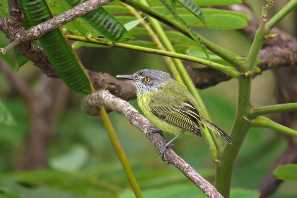 Spotted Tody-Flycatcher - Tomaz Melo