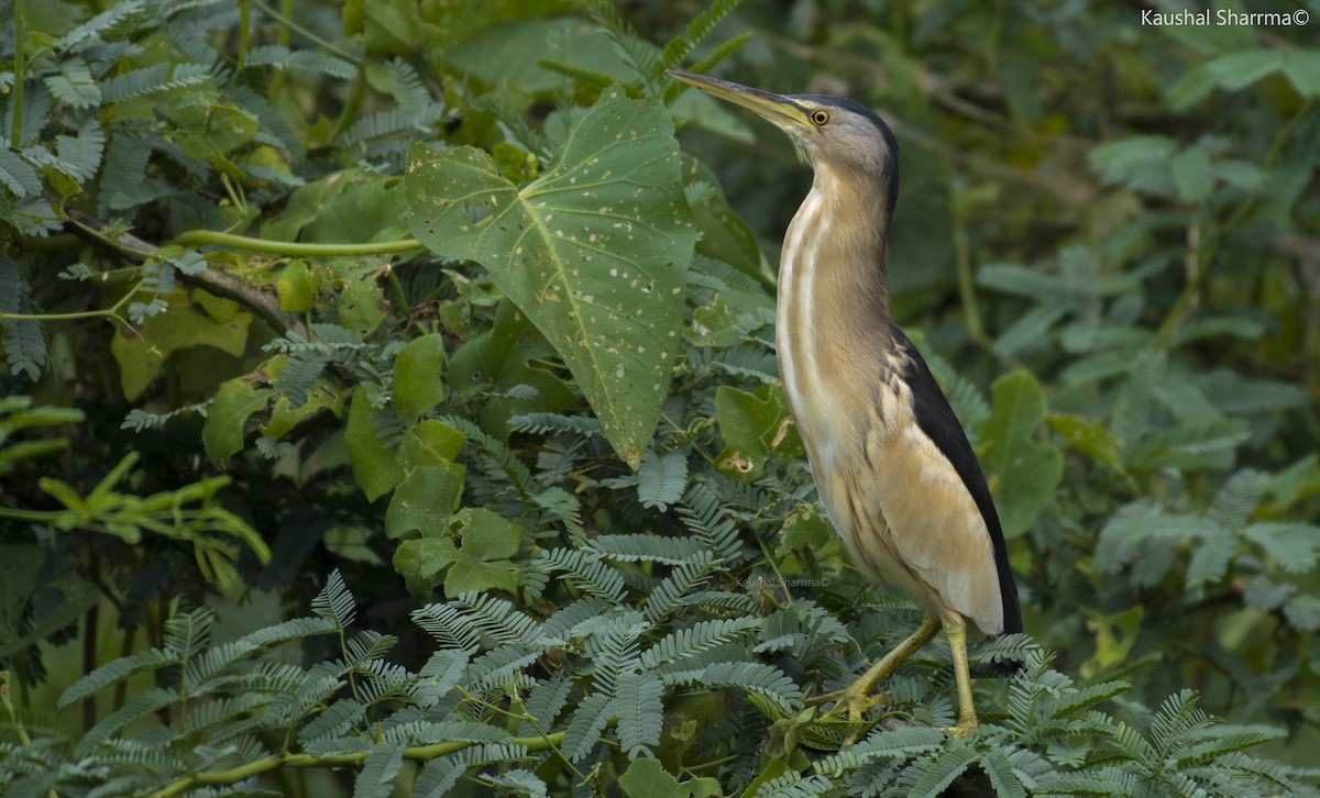 Little Bittern - ML582206741