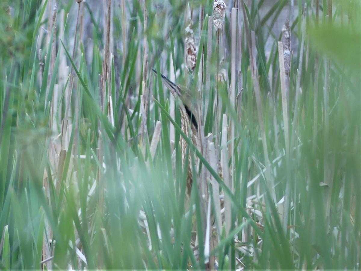 American Bittern - ML582207701