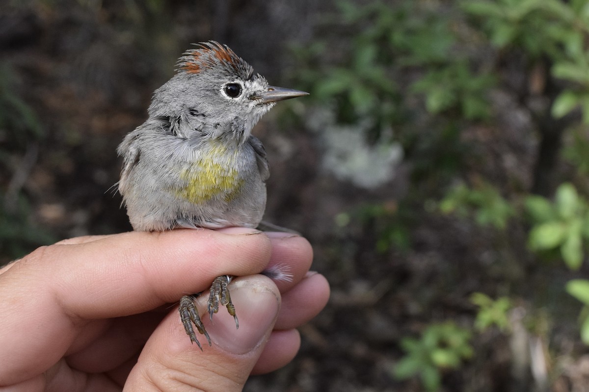 Colima x Virginia's Warbler (hybrid) - Ari Rice