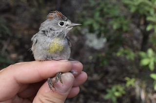 Colima x Virginia's Warbler (hybrid) - eBird
