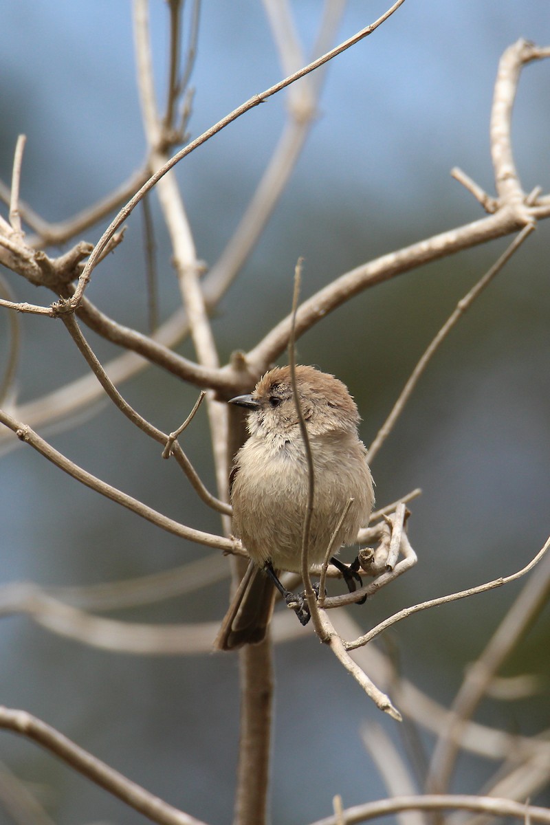 Bushtit - ML582209281