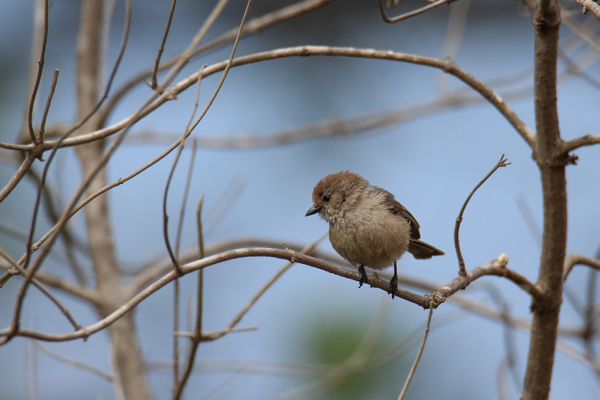 Bushtit - ML582209401