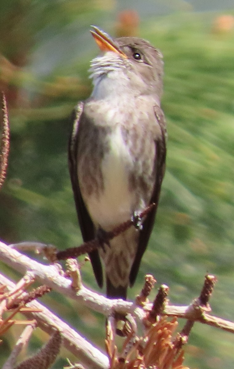 Olive-sided Flycatcher - ML582209511