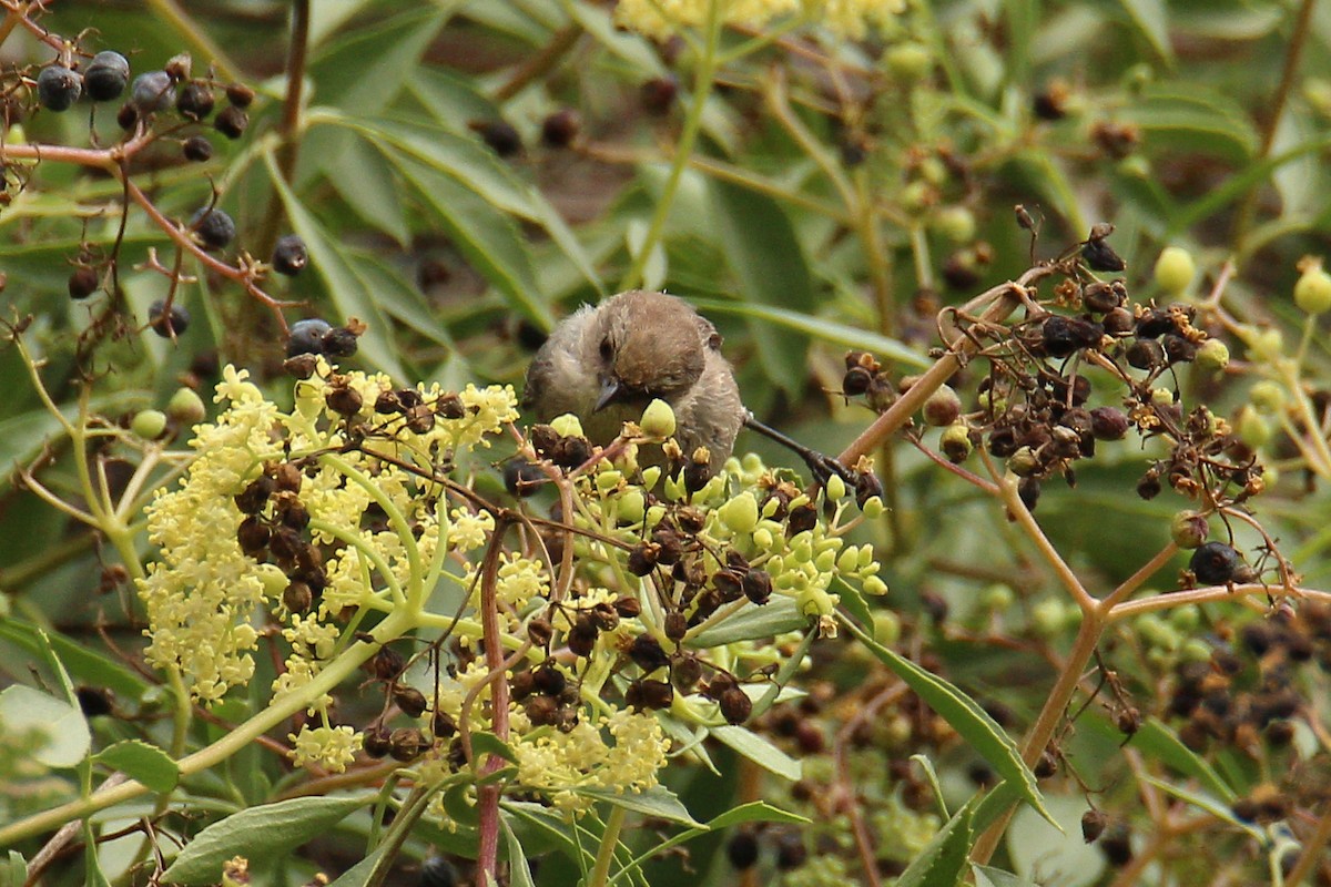 Bushtit - ML582209661