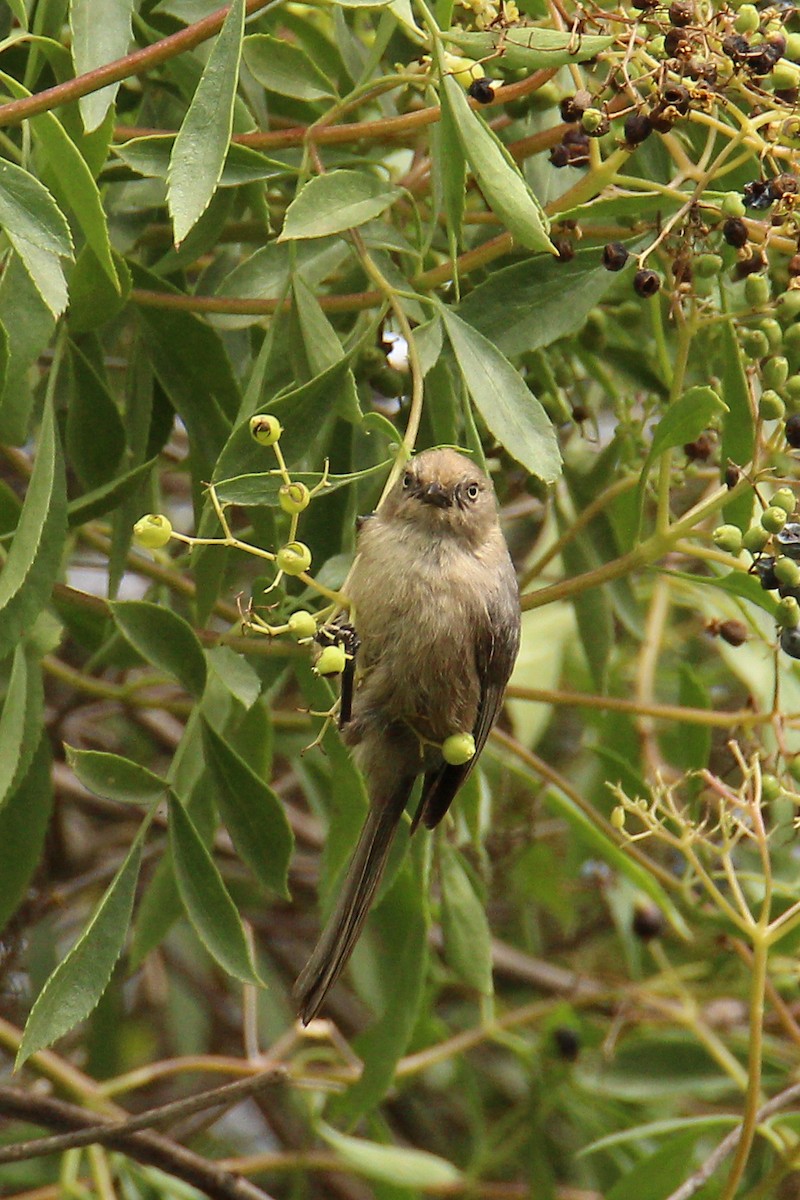 Bushtit - ML582209701