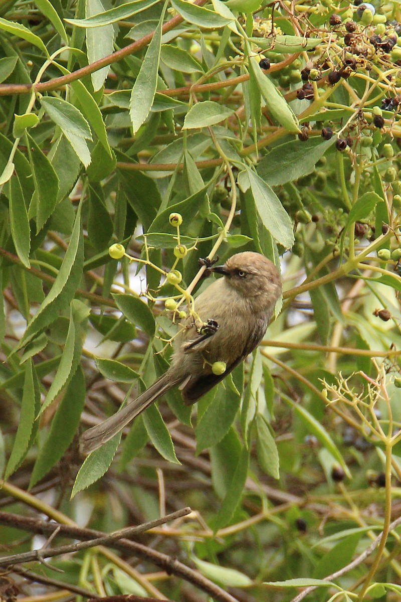 Bushtit - ML582209711