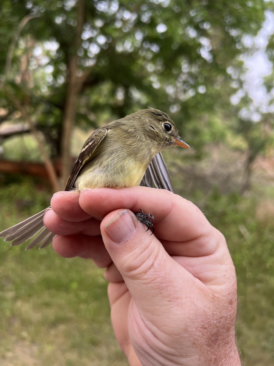 Yellow-bellied Flycatcher - Tom  Brown