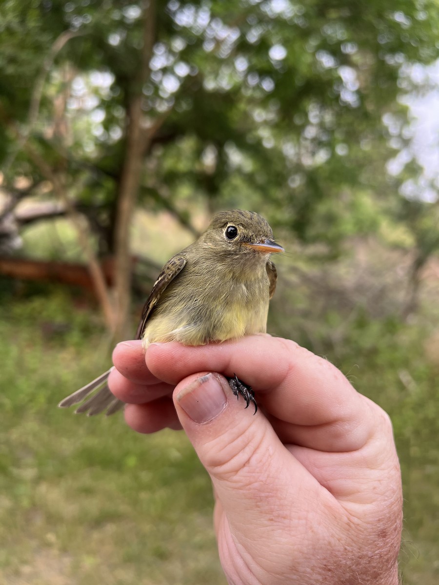 Yellow-bellied Flycatcher - ML582211051