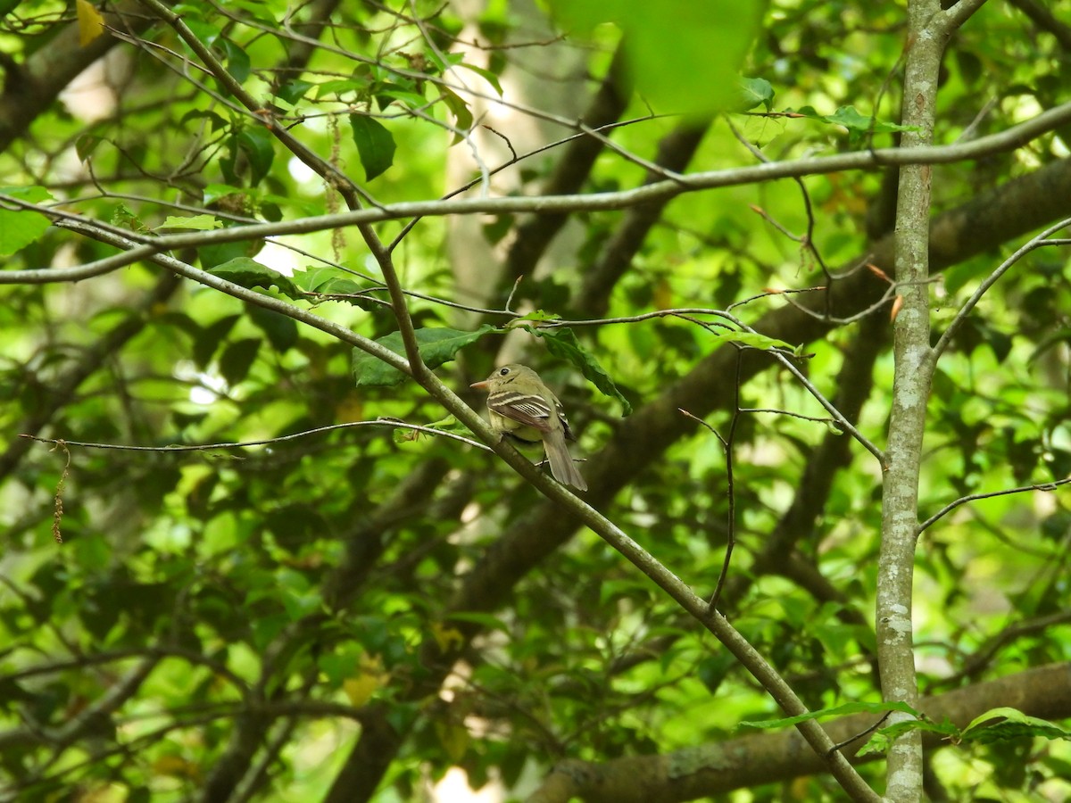 Acadian Flycatcher - ML582213331