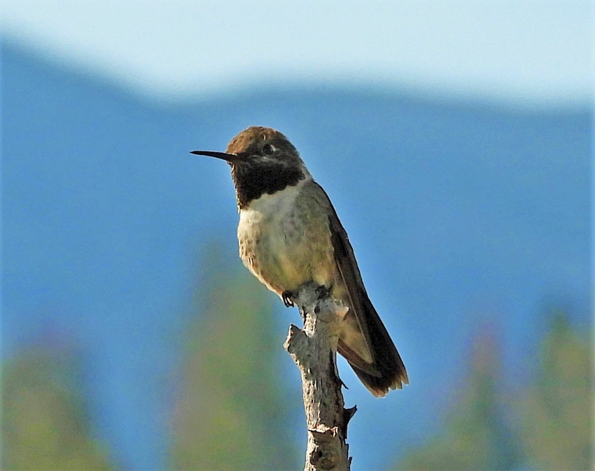 Broad-tailed Hummingbird - Sharon Dewart-Hansen