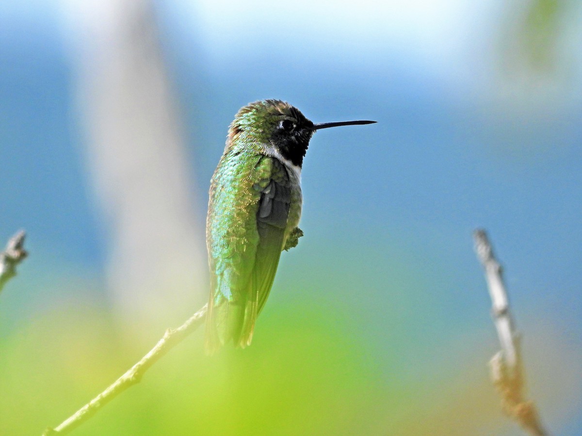 Broad-tailed Hummingbird - Sharon Dewart-Hansen