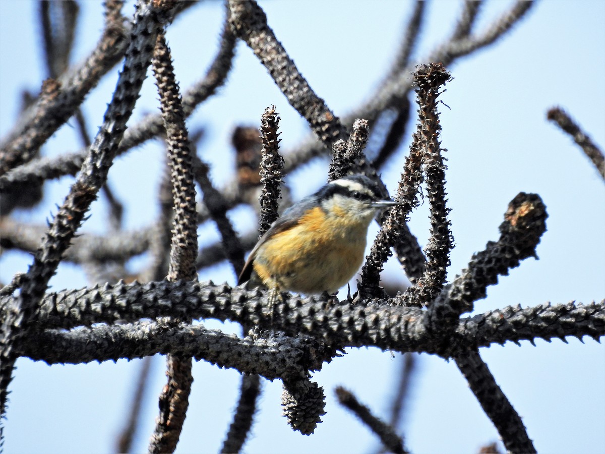 Red-breasted Nuthatch - ML582215301