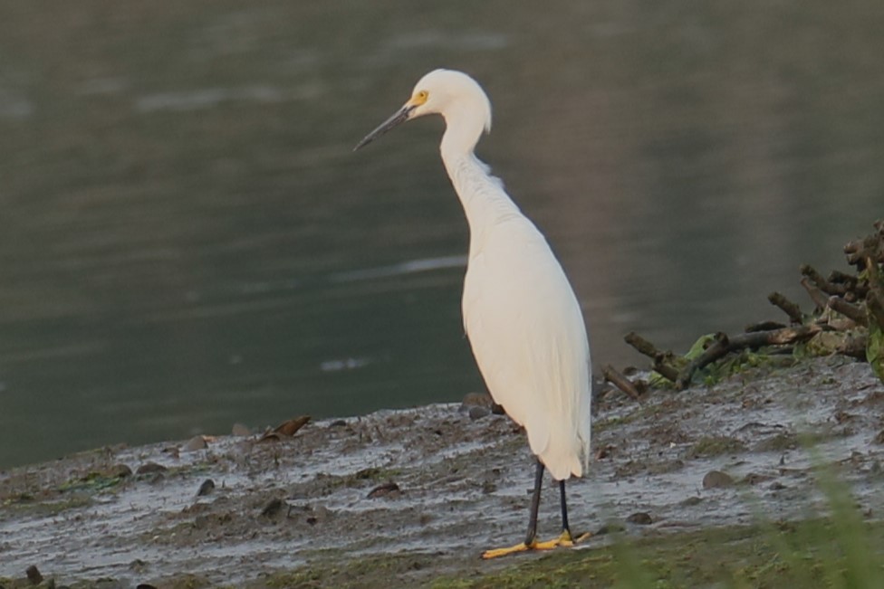 Snowy Egret - ML582215721