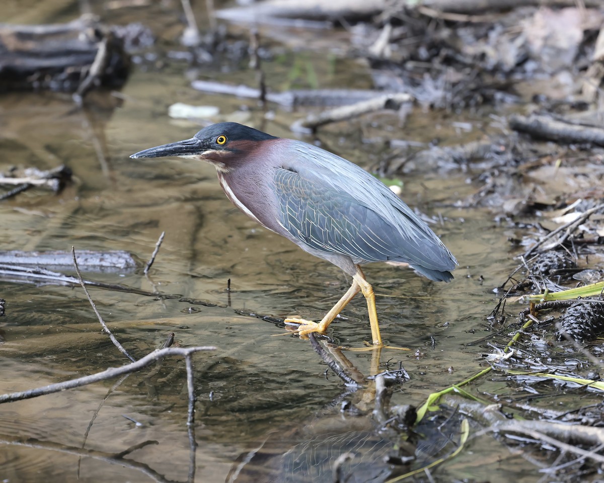 Green Heron - ML582215991