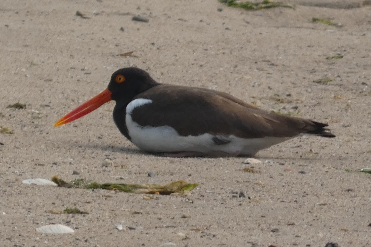 American Oystercatcher - Anonymous