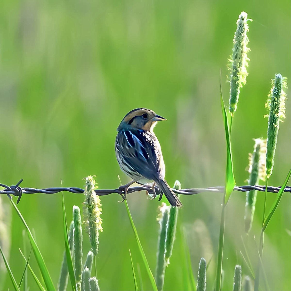 Nelson's Sparrow - ML582223711