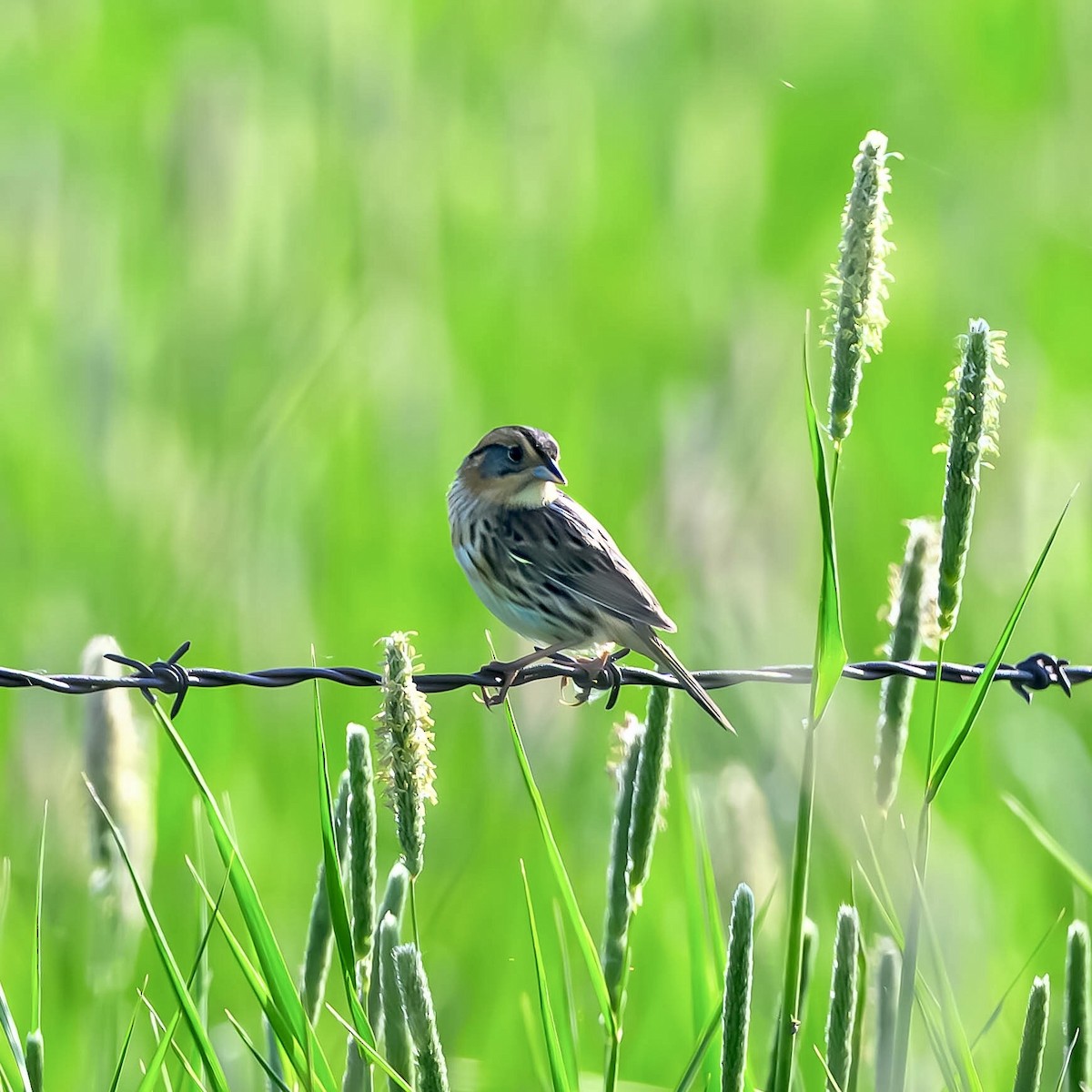 Nelson's Sparrow - ML582223721