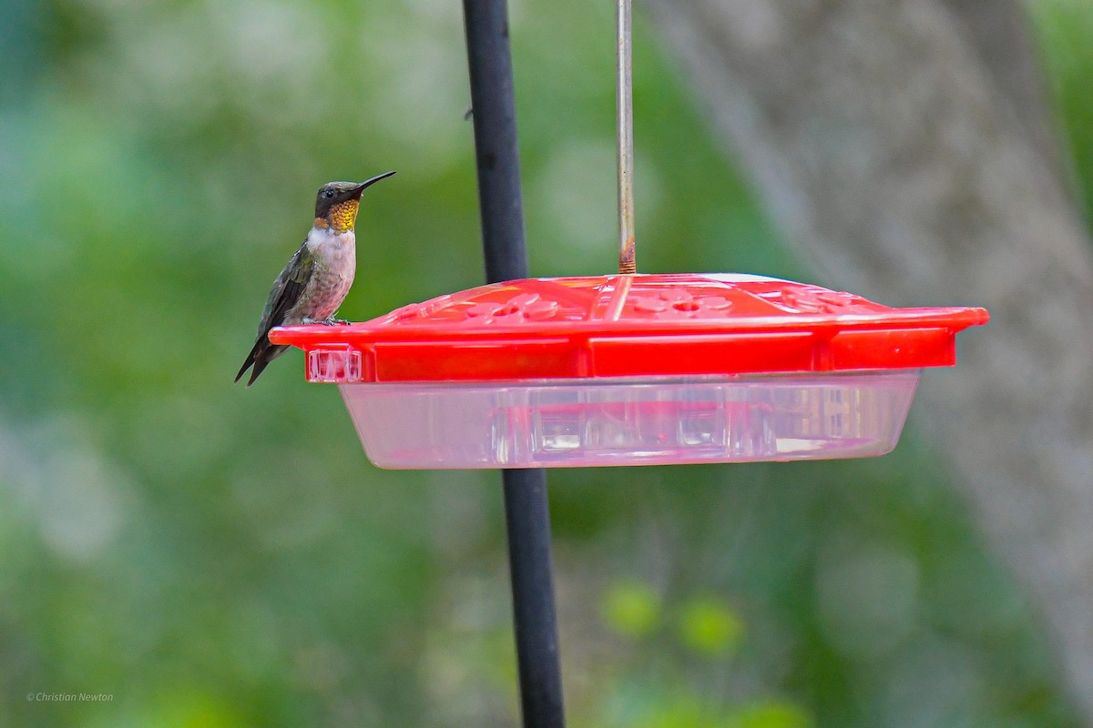 Ruby-throated Hummingbird - ML582224001