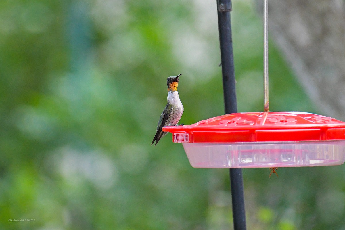Ruby-throated Hummingbird - ML582224061