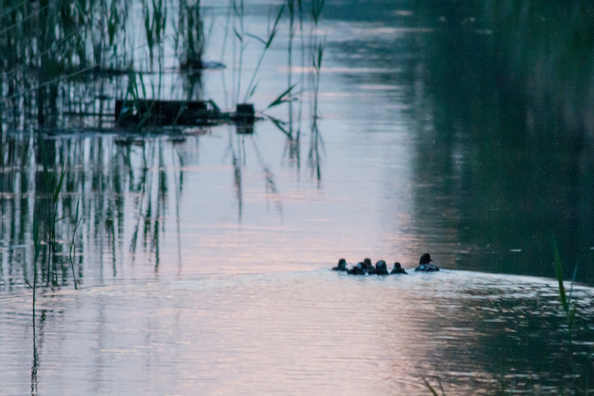 Common Goldeneye - ML582225511