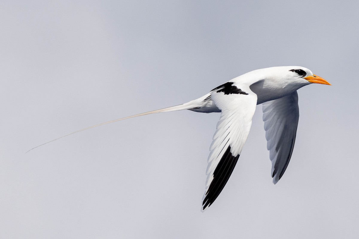 White-tailed Tropicbird (Atlantic) - ML582226941