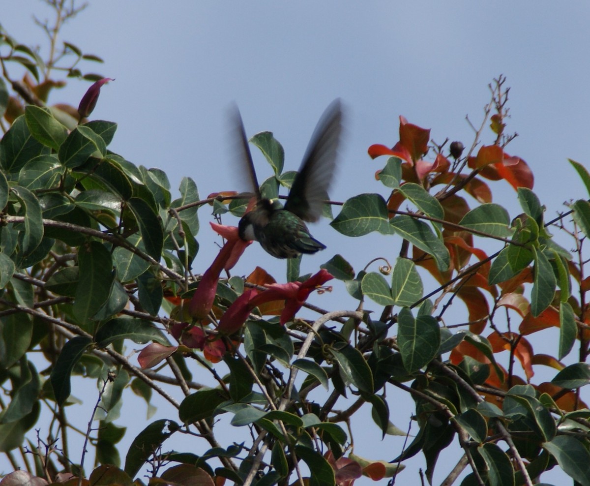 White-throated Hummingbird - ML582227491