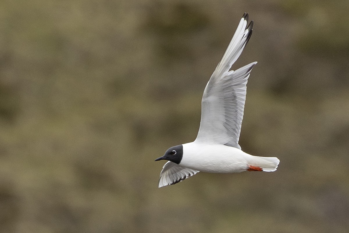 Bonaparte's Gull - ML582228631