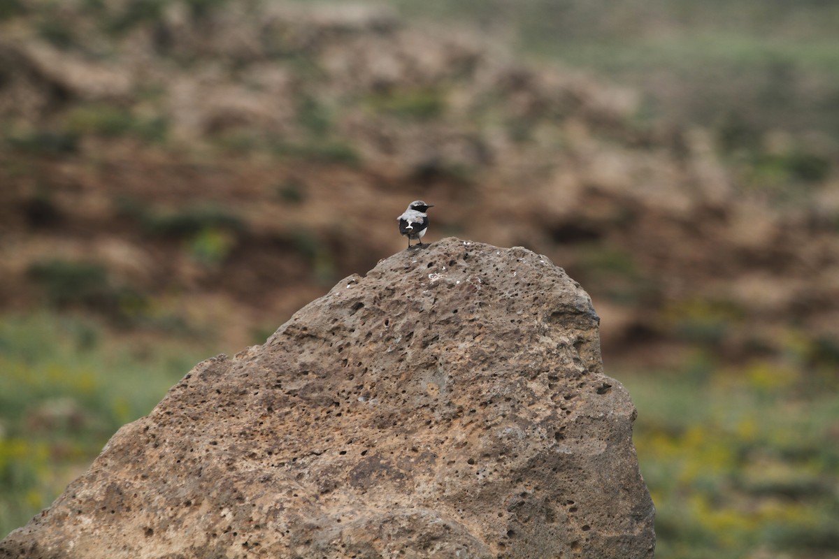 Atlas Wheatear - Eduardo Soler