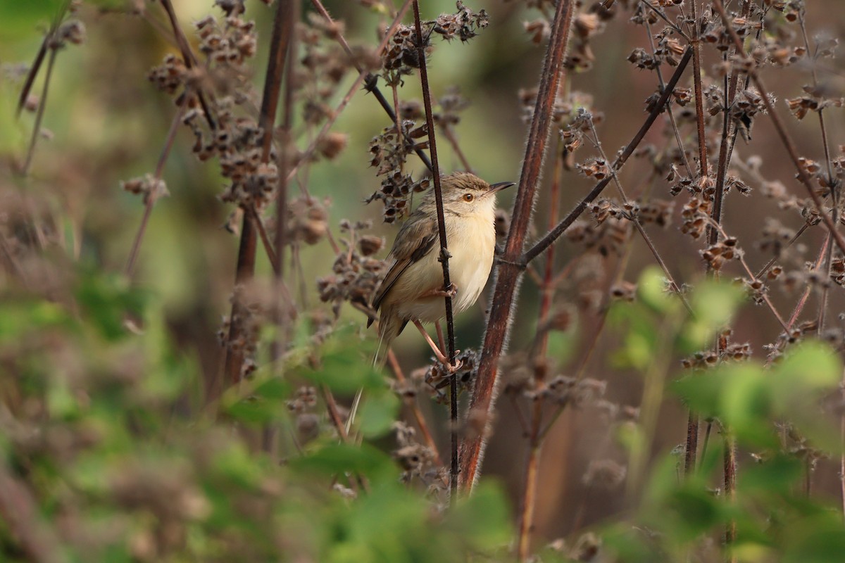 Plain Prinia - ML582230261