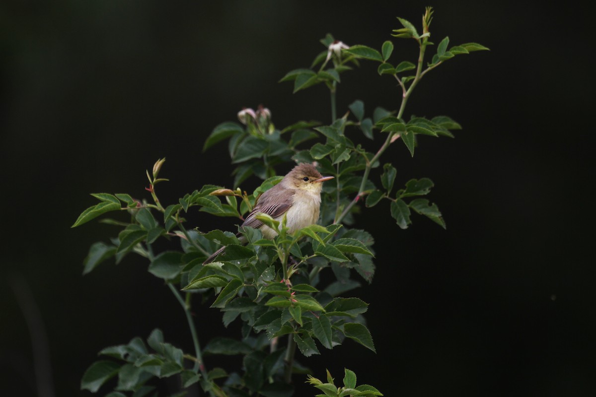 Melodious Warbler - ML582230741