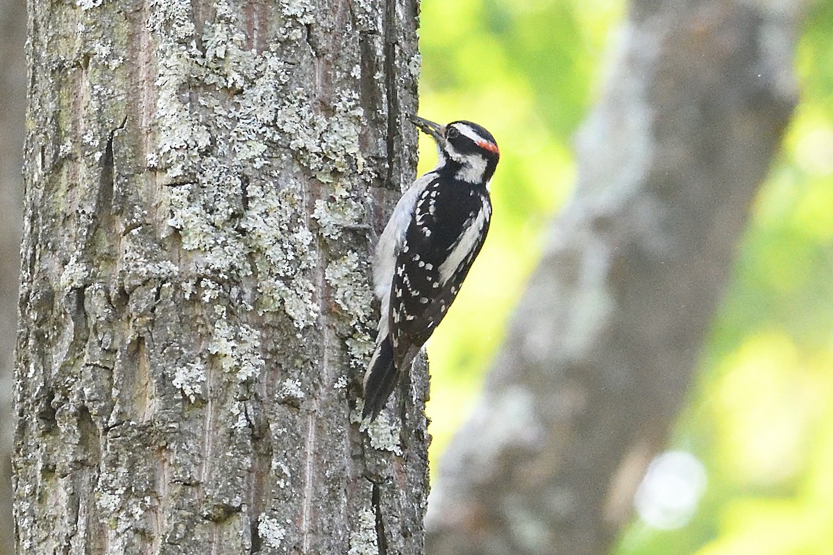 Hairy Woodpecker - ML582230921