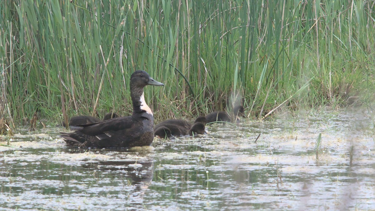 Fehlfarben-Stockente/Hausente - ML582231391