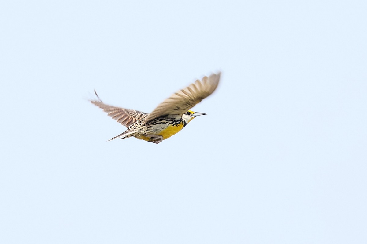 Eastern Meadowlark - Pat and Tony Nastase