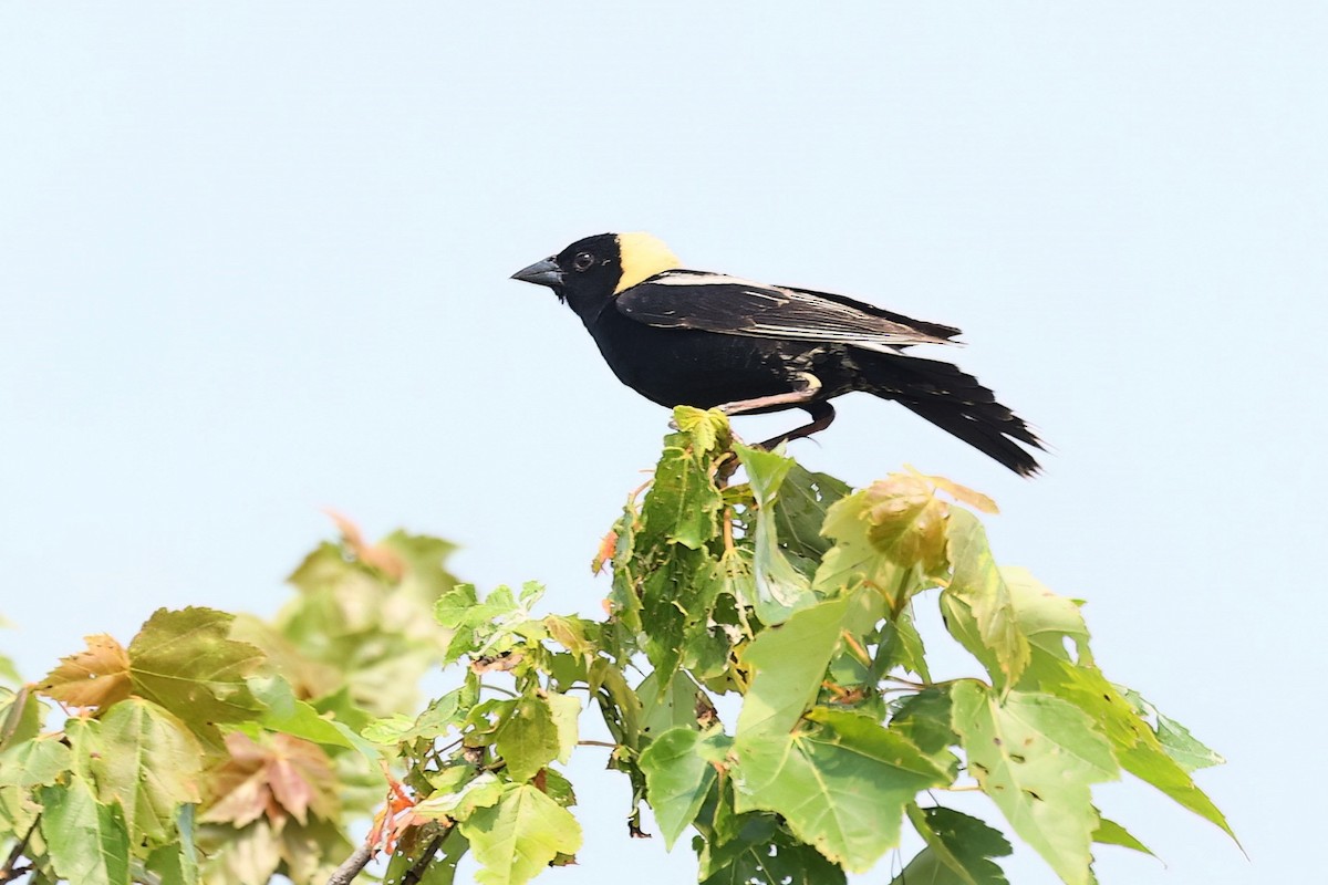 Bobolink - Pat and Tony Nastase