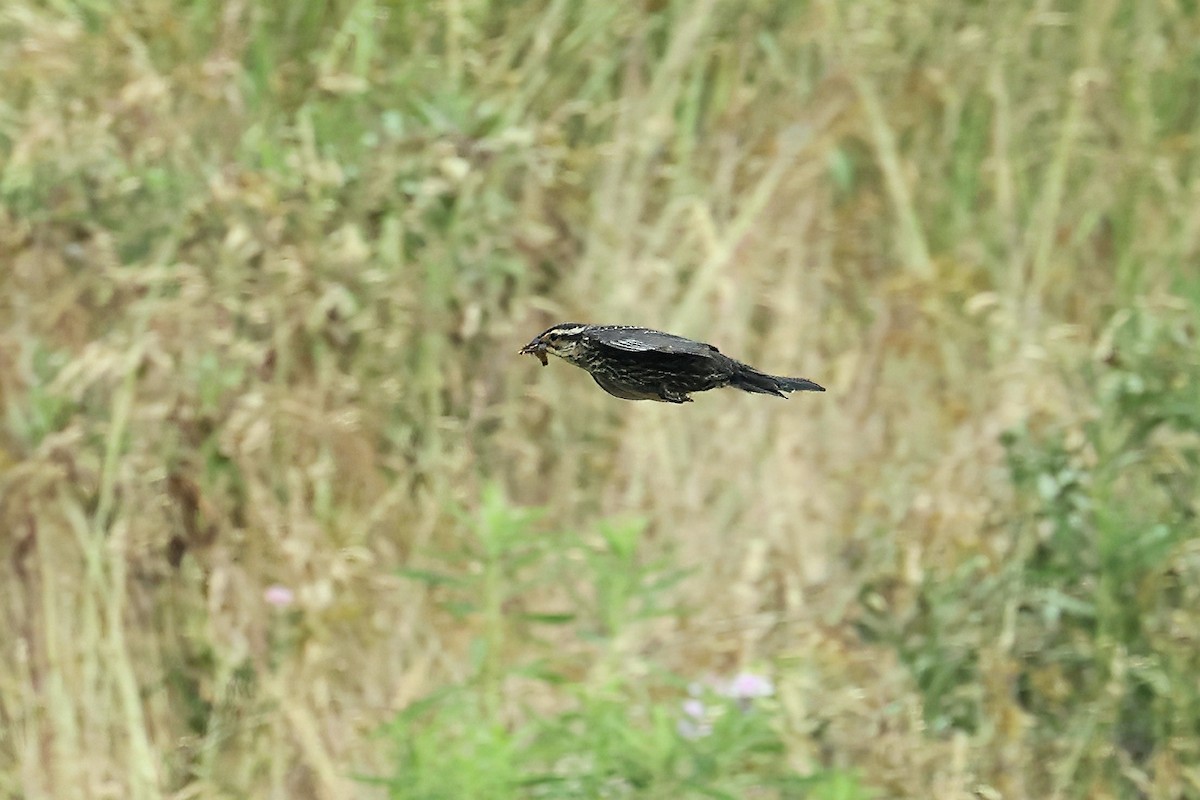 Red-winged Blackbird - Pat and Tony Nastase