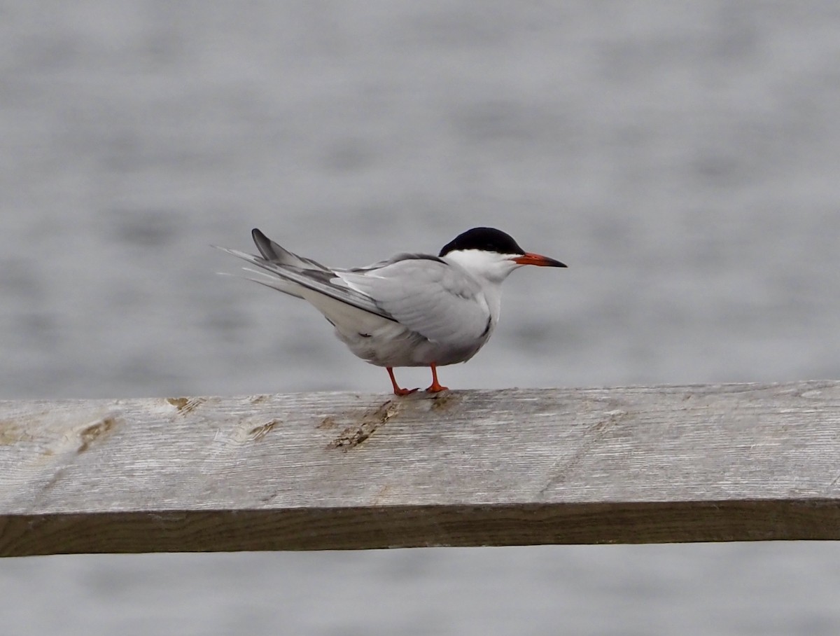 Common Tern - ML582232041