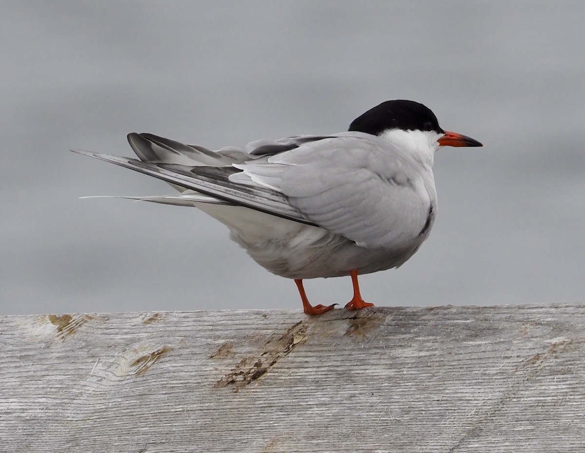 Common Tern - ML582232381