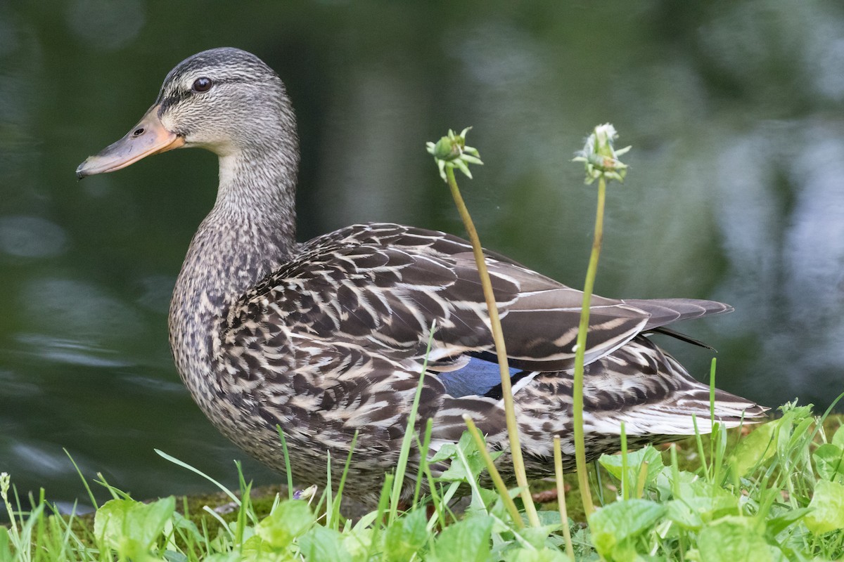 Mallard - Michael Kieron