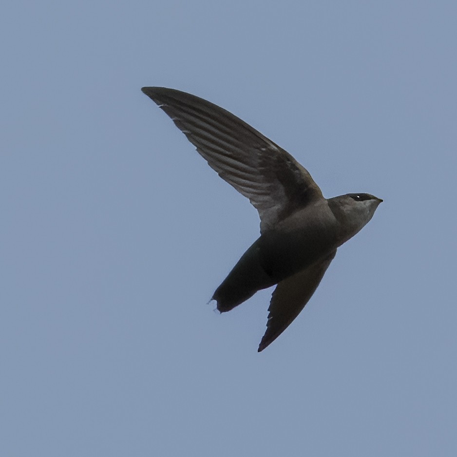 Chimney Swift - Laura  Wolf