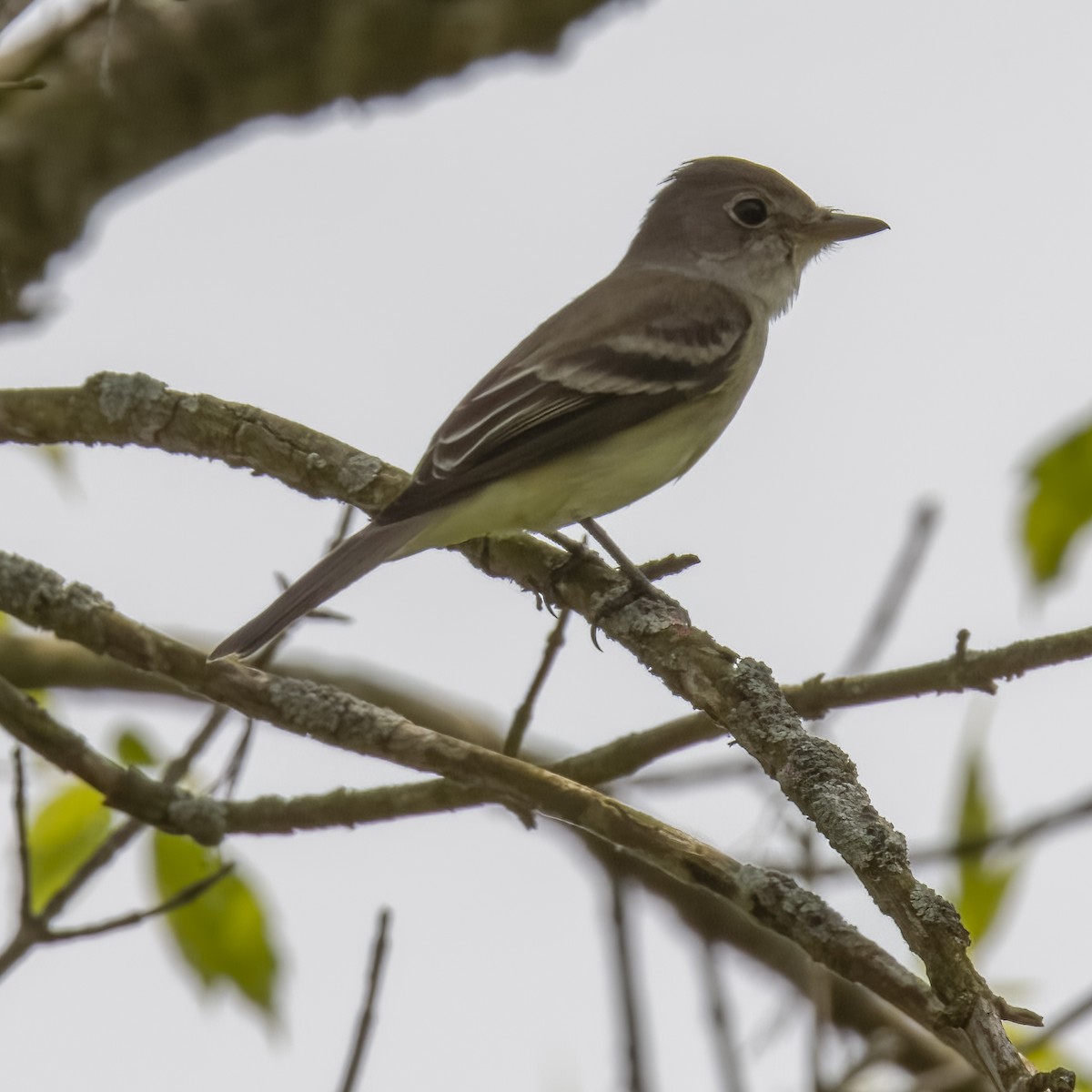 Willow Flycatcher - Laura  Wolf