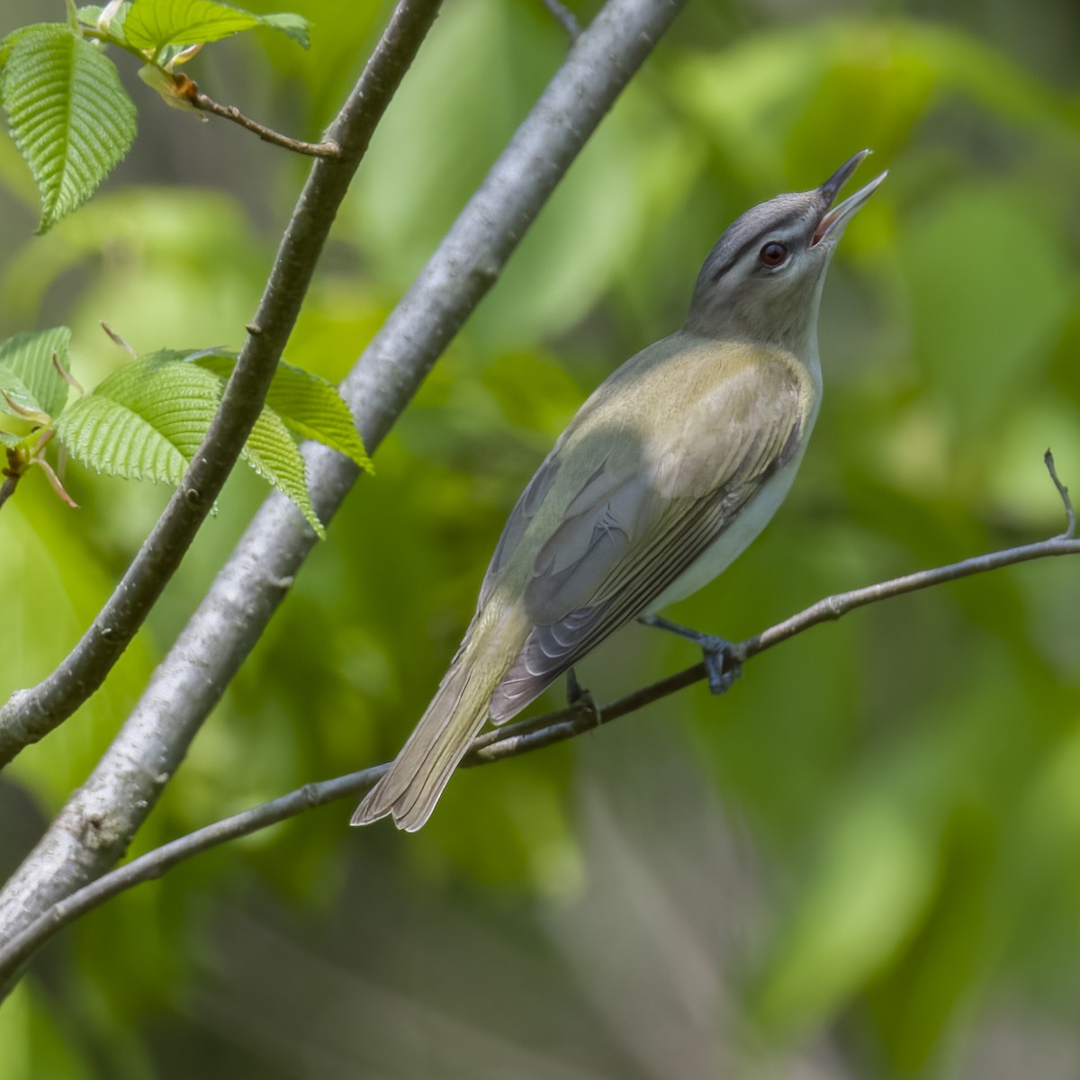 Red-eyed Vireo - Laura  Wolf