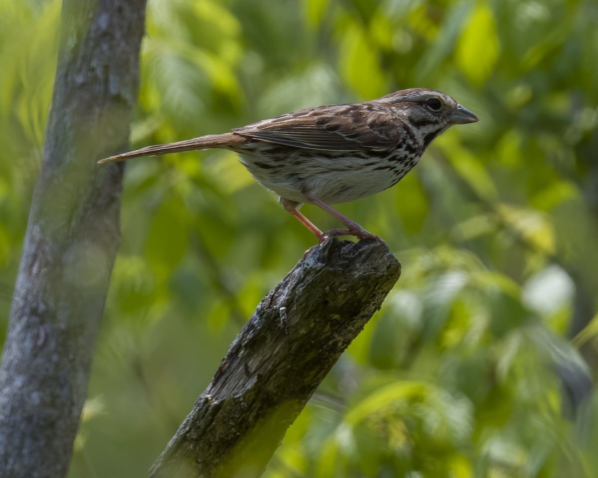 Song Sparrow - ML582233361