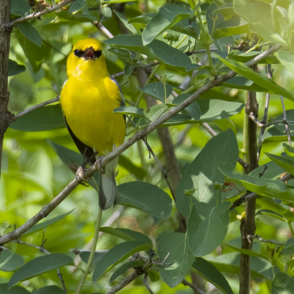 Blue-winged Warbler - Laura  Wolf